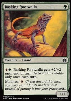 Basking Rootwalla