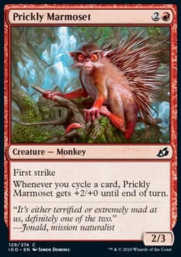 Prickly Marmoset